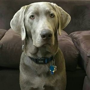 Meet your Posher, Arthur